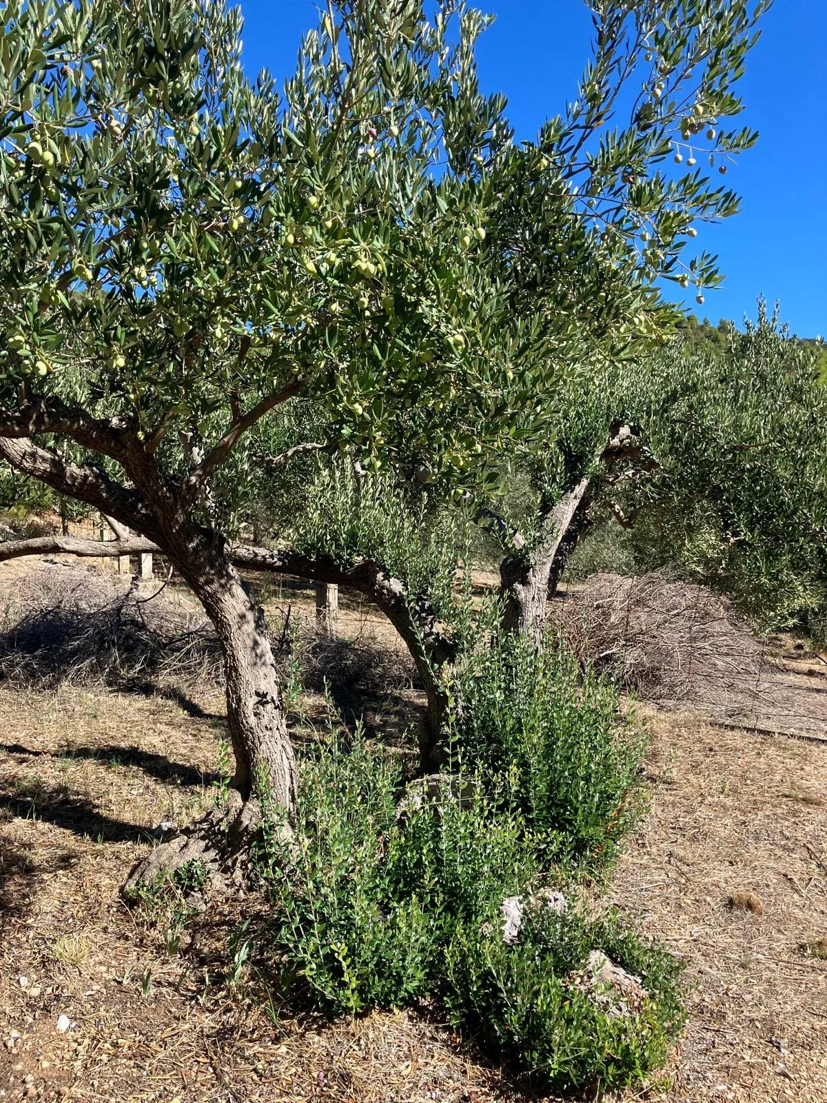 Ein Olivenbaum mit zwei Stämmen und grünen Oliven an den Zweigen über trockenem Gras.