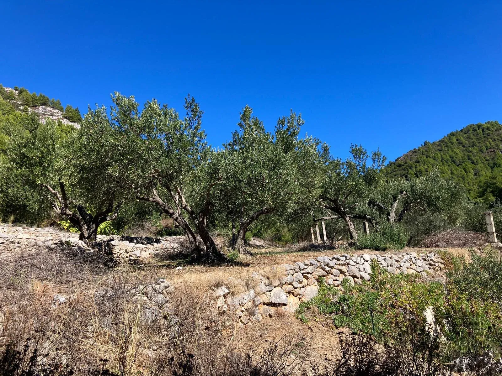 Alte Olivenbäume auf Terrassen mit Trockensteinmauern unter bewaldeten Hügeln.