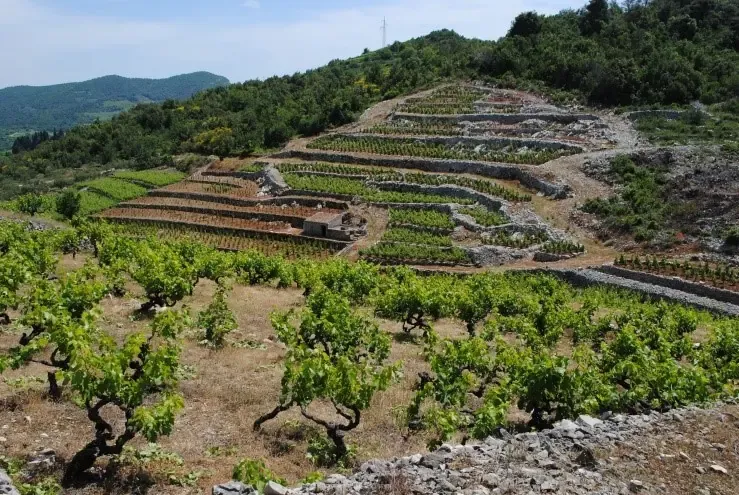 Terasovité vinice